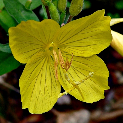 {Oenothera fruticosa}